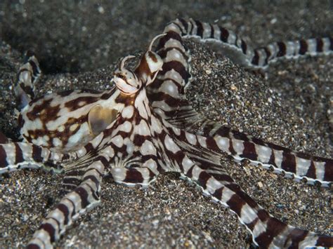 Mimic Octopus .